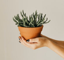 Indlæs billede til gallerivisning Planteboks